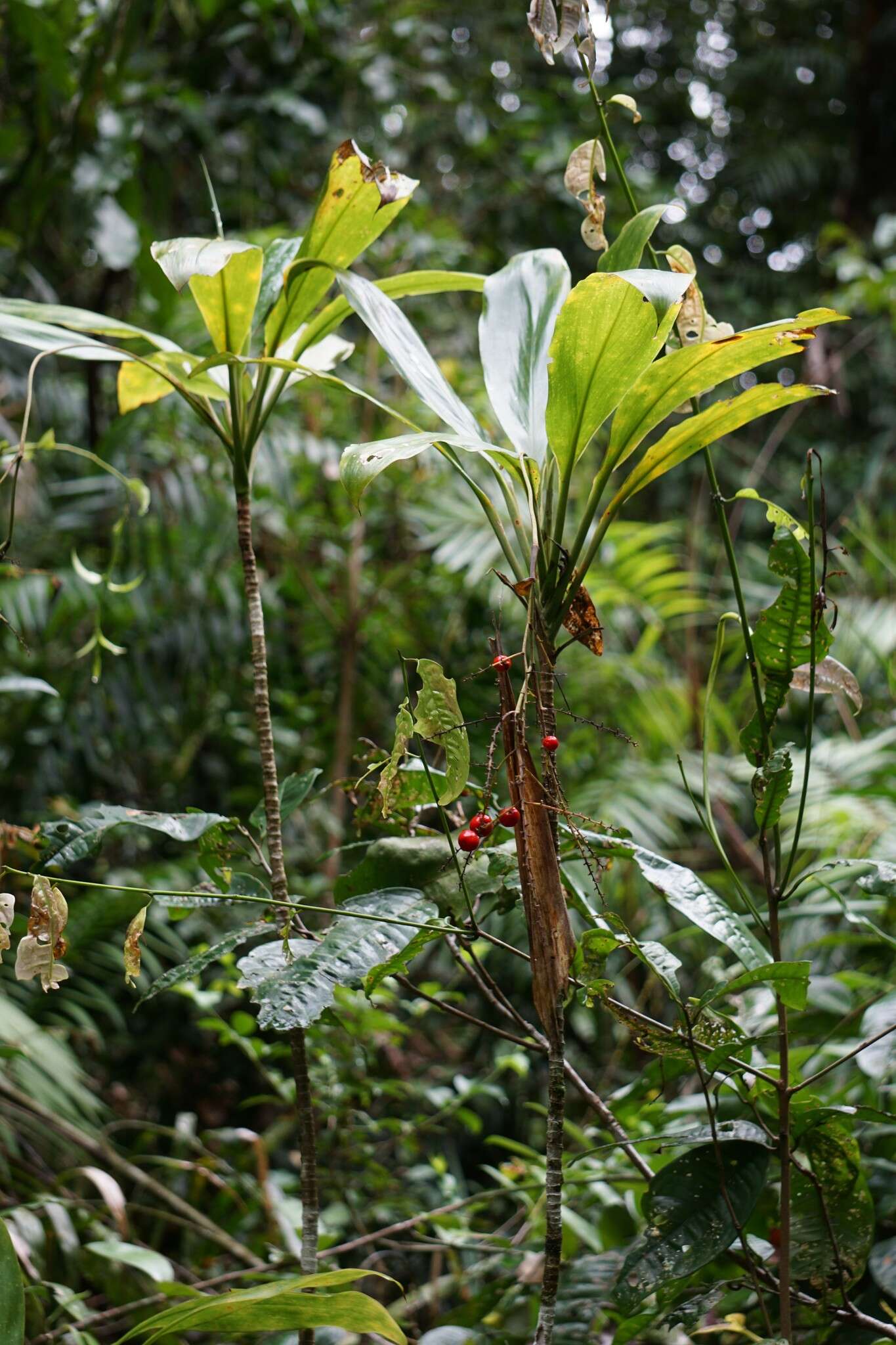 Image of Cordyline cannifolia R. Br.