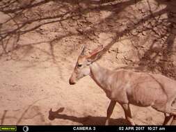 Image of Western Hartebeest