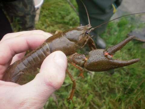 Image of Broad-clawed Crayfish