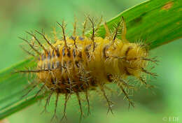 Image of Lady beetle