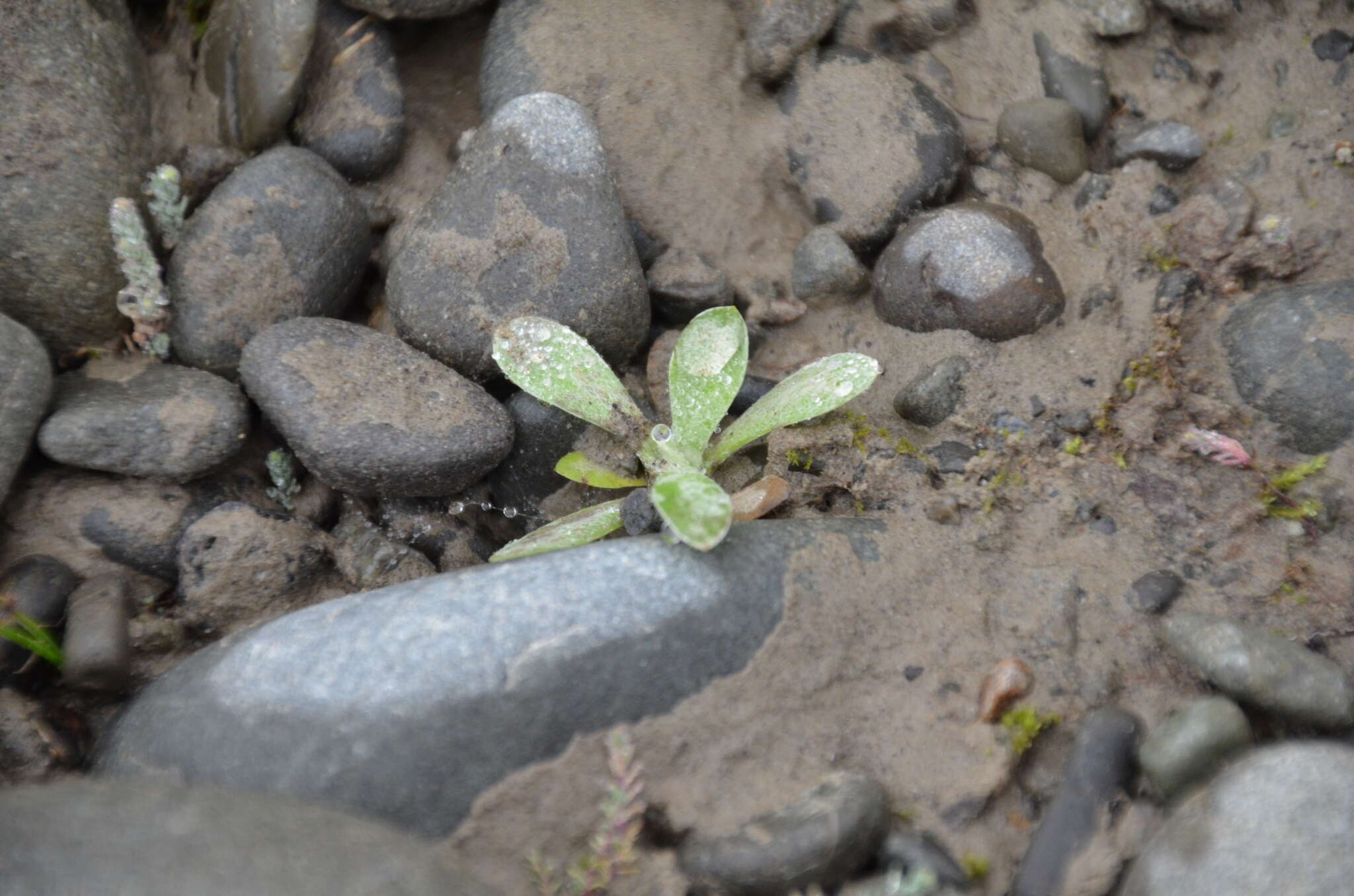 Image of Jersey cudweed