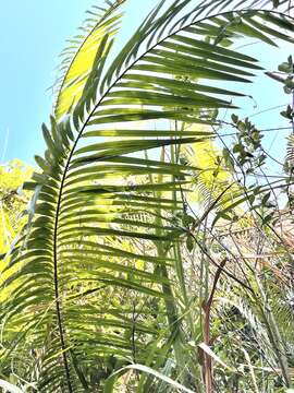 Image of Calamus jenkinsianus Griff.