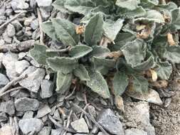 Imagem de Oenothera cespitosa subsp. crinita (Munz) Munz