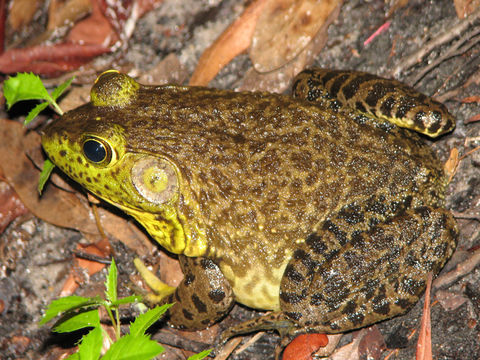Image of American Bullfrog