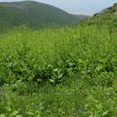 Image of Nicotiana knightiana Goodspeed