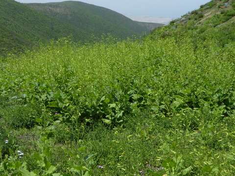 Image of Nicotiana knightiana Goodspeed