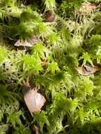 Imagem de Sphagnum recurvum Palisot de Beauvois 1805