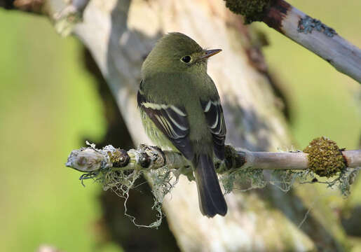 Image of Yellow-bellied Flycatcher