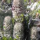 Image of Ceropegia pilifera subsp. pilifera