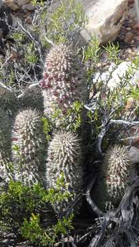 Image of Ceropegia pilifera subsp. pilifera