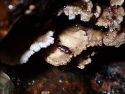 Image of Sap beetle