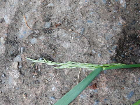 Image of tall oatgrass