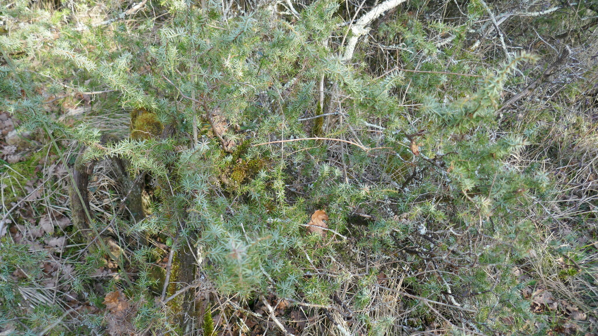 Plancia ëd Juniperus communis var. communis