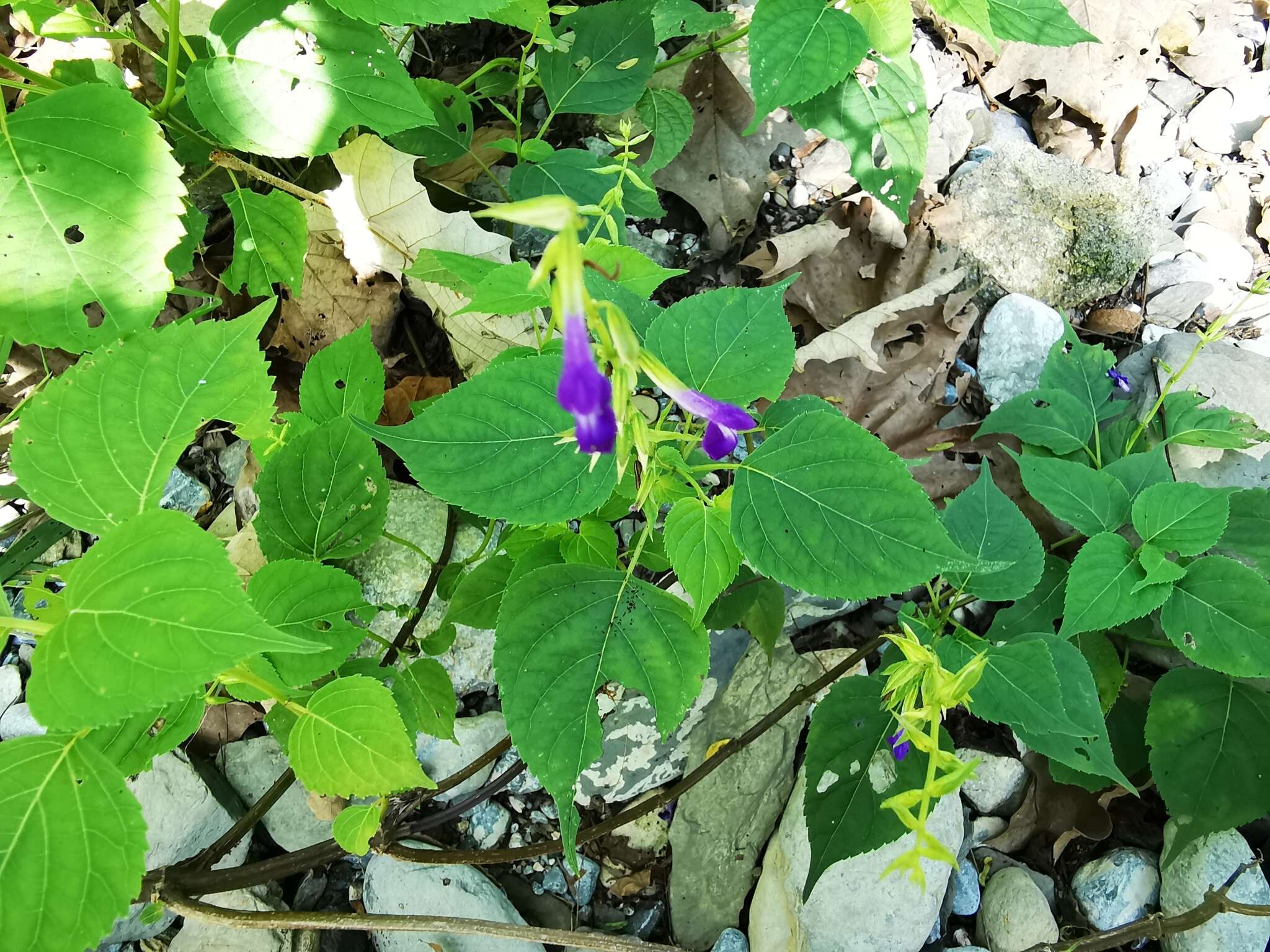 Imagem de Salvia caudata Epling