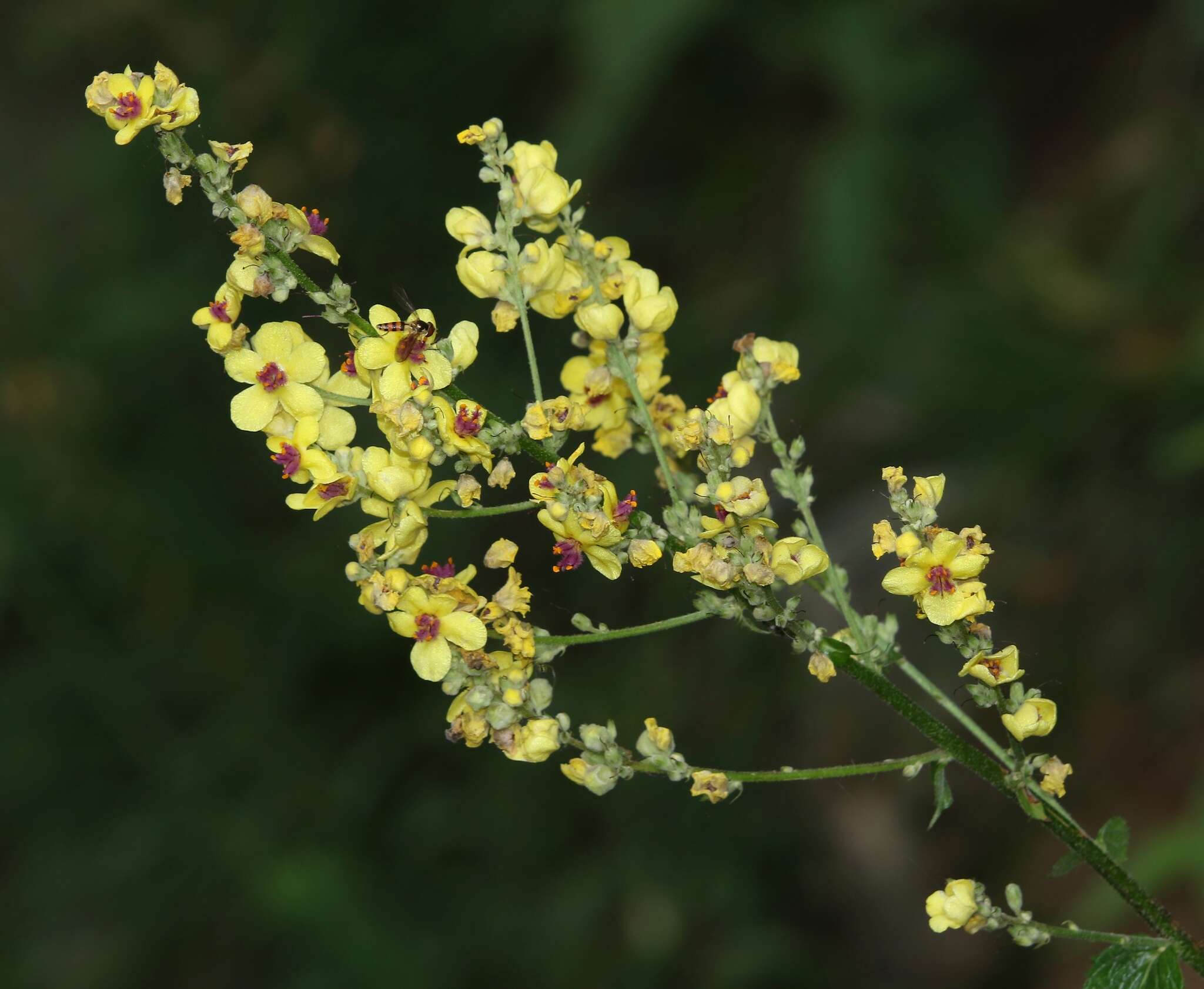 Image of nettle-leaf mullein