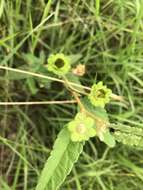 Image of Hill hibiscus