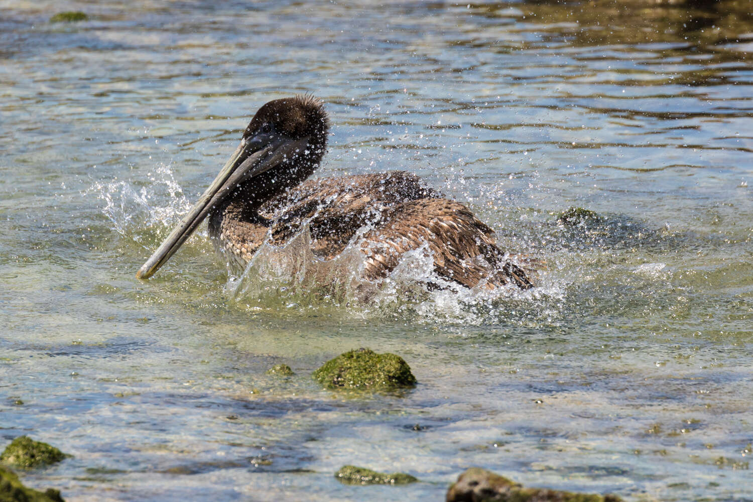 Image of Pelecanus occidentalis urinator Wetmore 1945