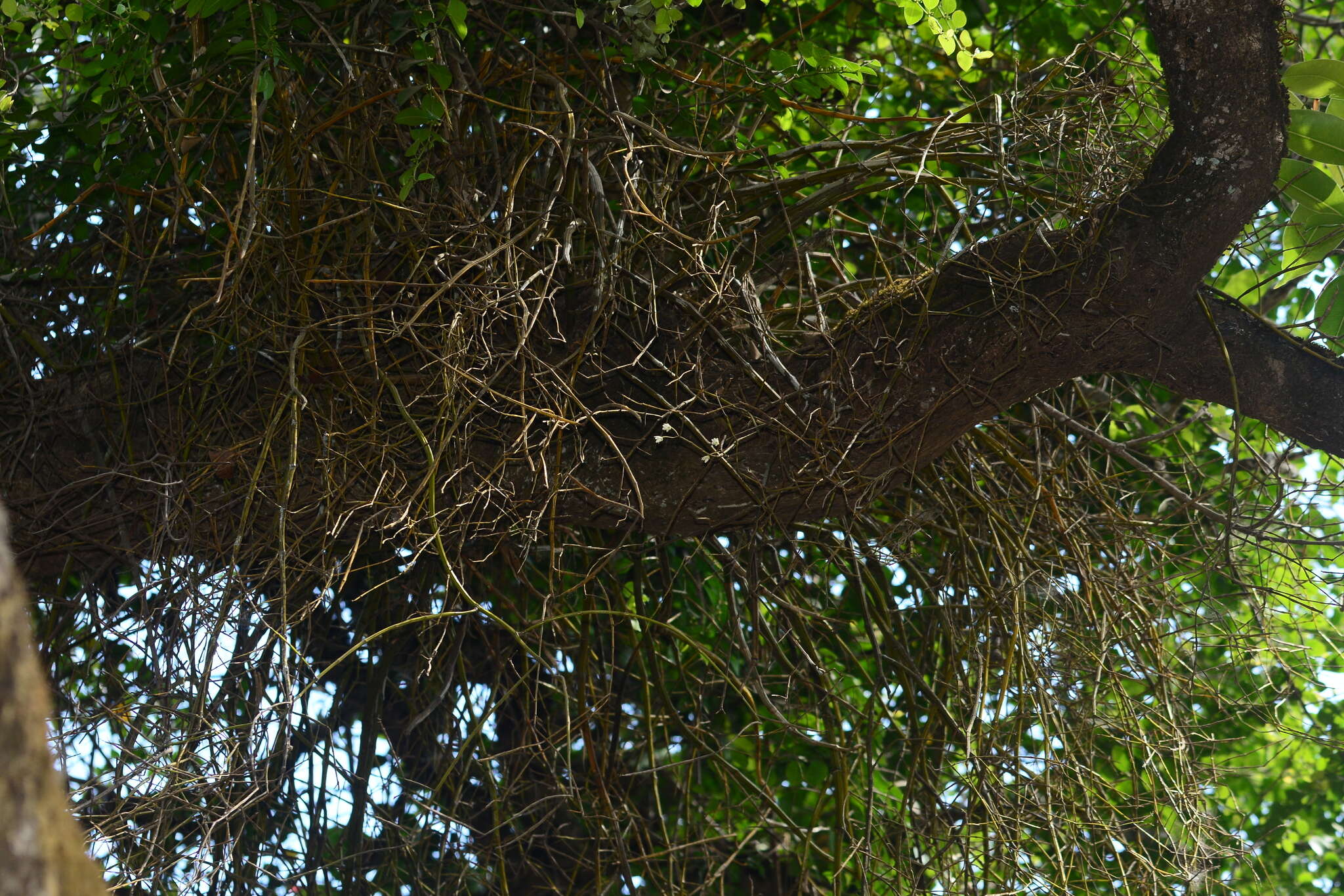 Image of Dendrobium herbaceum Lindl.