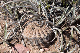 Image of Gymnocalycium bodenbenderianum A. Berger