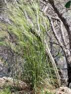 Image of Austrostipa densiflora (Hughes) S. W. L. Jacobs & J. Everett