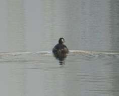 Image of White-tufted Grebe