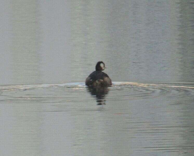 Image of White-tufted Grebe