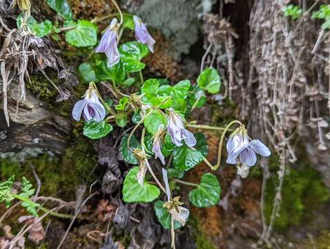 Image de Viola senzanensis Hayata