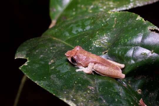 Image of Leptomantis cyanopunctatus (Manthey & Steiof 1998)