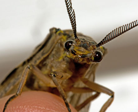 Image of Spring Fishfly