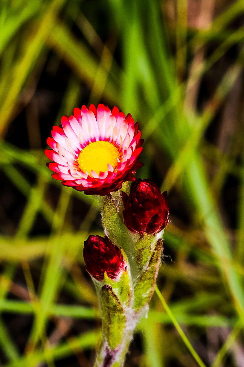 Image of Pink everlasting