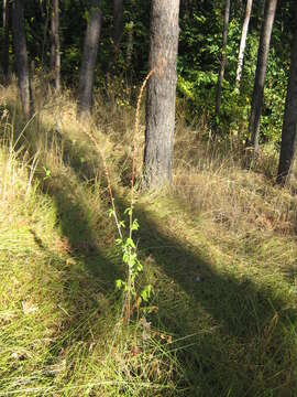 Image of Agrimony