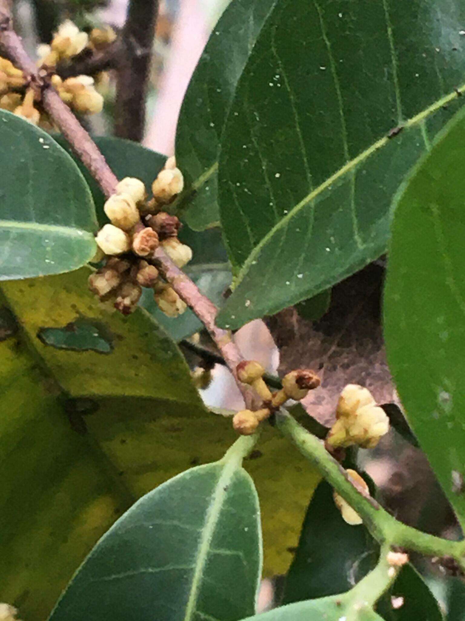 Pouteria macahensis T. D. Penn. resmi