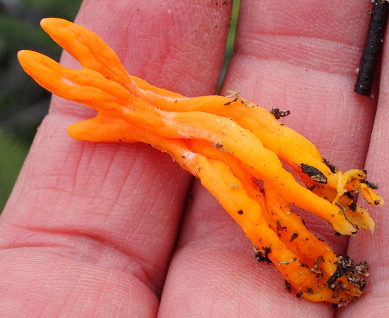 Image of Clavulinopsis luteoalba (Rea) Corner 1950