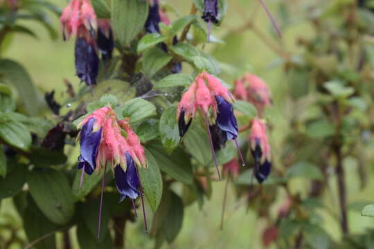 Image of Brachyotum campanulare (Bonpl.) Triana