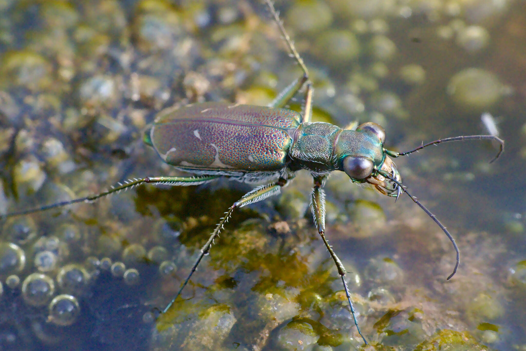 Sivun Myriochila (Myriochila) undulata (Dejean 1825) kuva