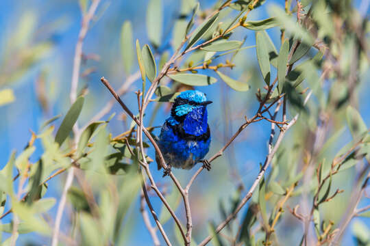 Image of Splendid Fairywren