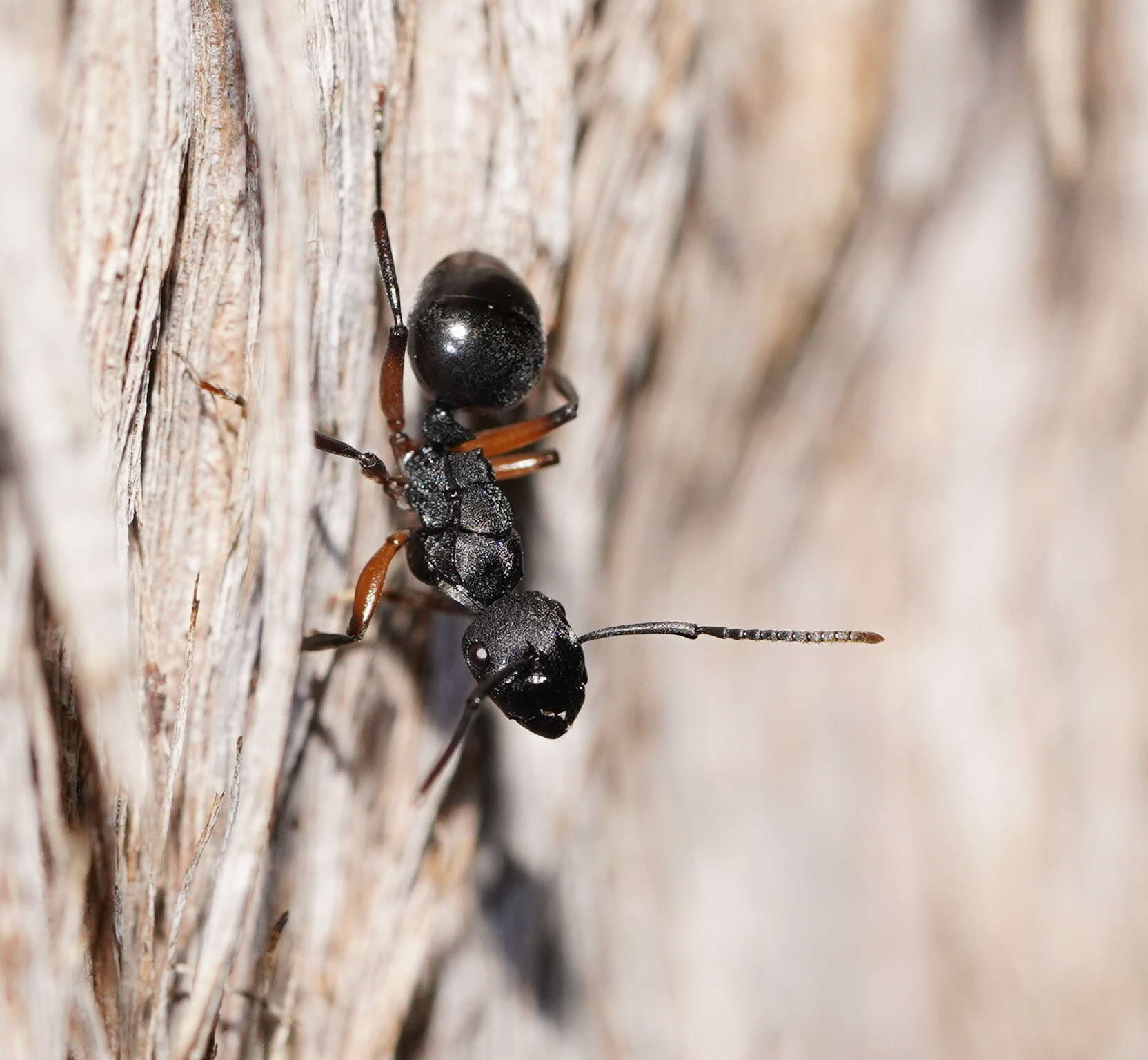 Image de Polyrhachis femorata Smith 1858