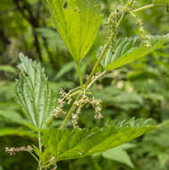 Image of Urtica dioica subsp. sondenii (Simmons) Hylander