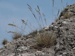 Plancia ëd Festuca pallens Host