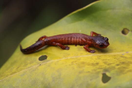 Image of Mushroomtongue salamander