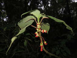 Image of Glossoloma schultzei (Mansf.) J. L. Clark