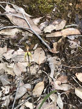 Image of Crab–lipped spider orchid