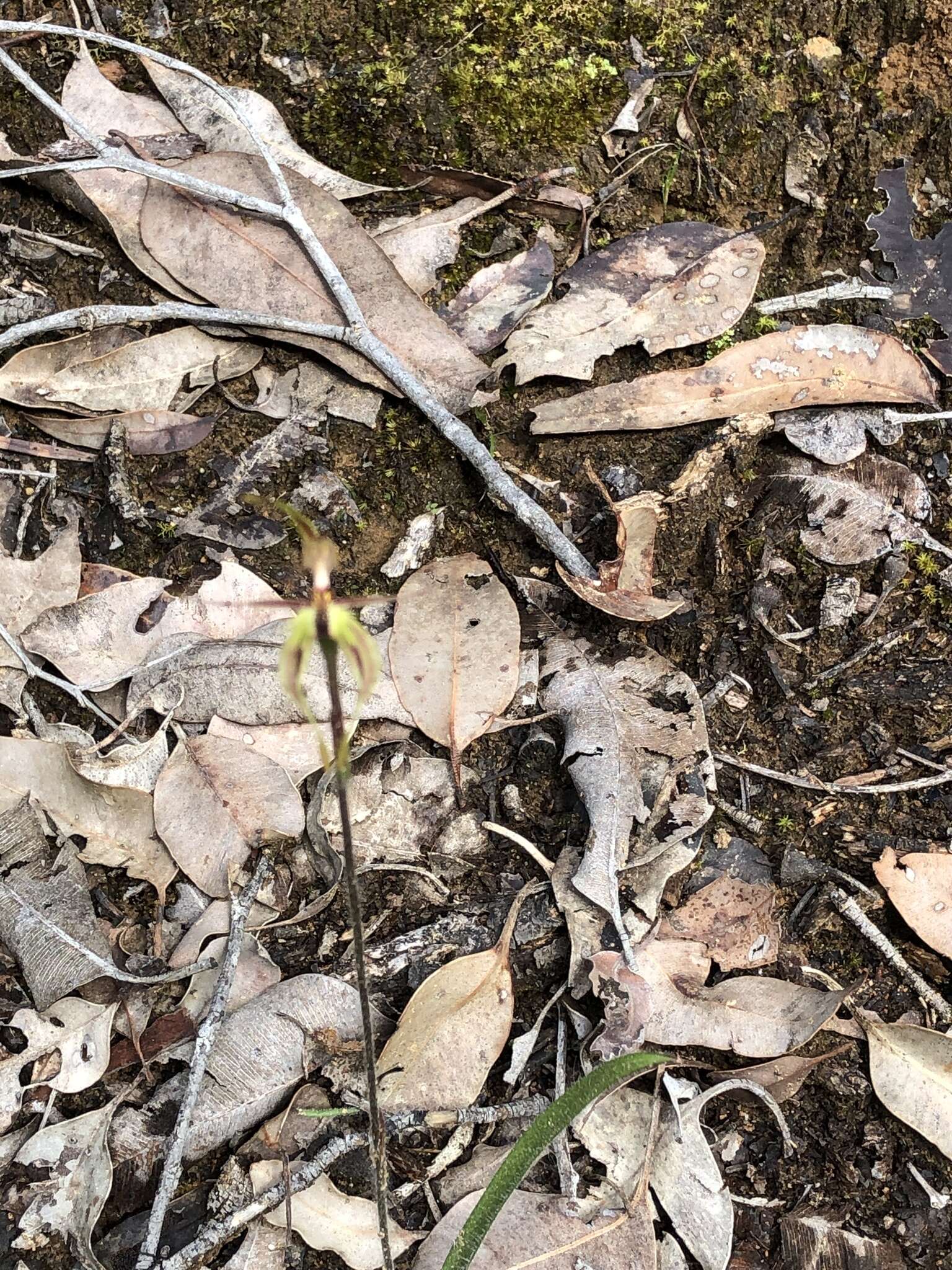 Caladenia plicata Fitzg.的圖片