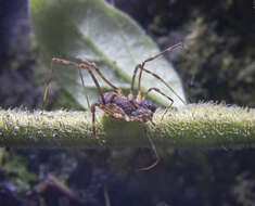 Image of Algidia interrupta solatia Forster 1954