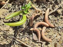 Imagem de Astragalus hamosus L.