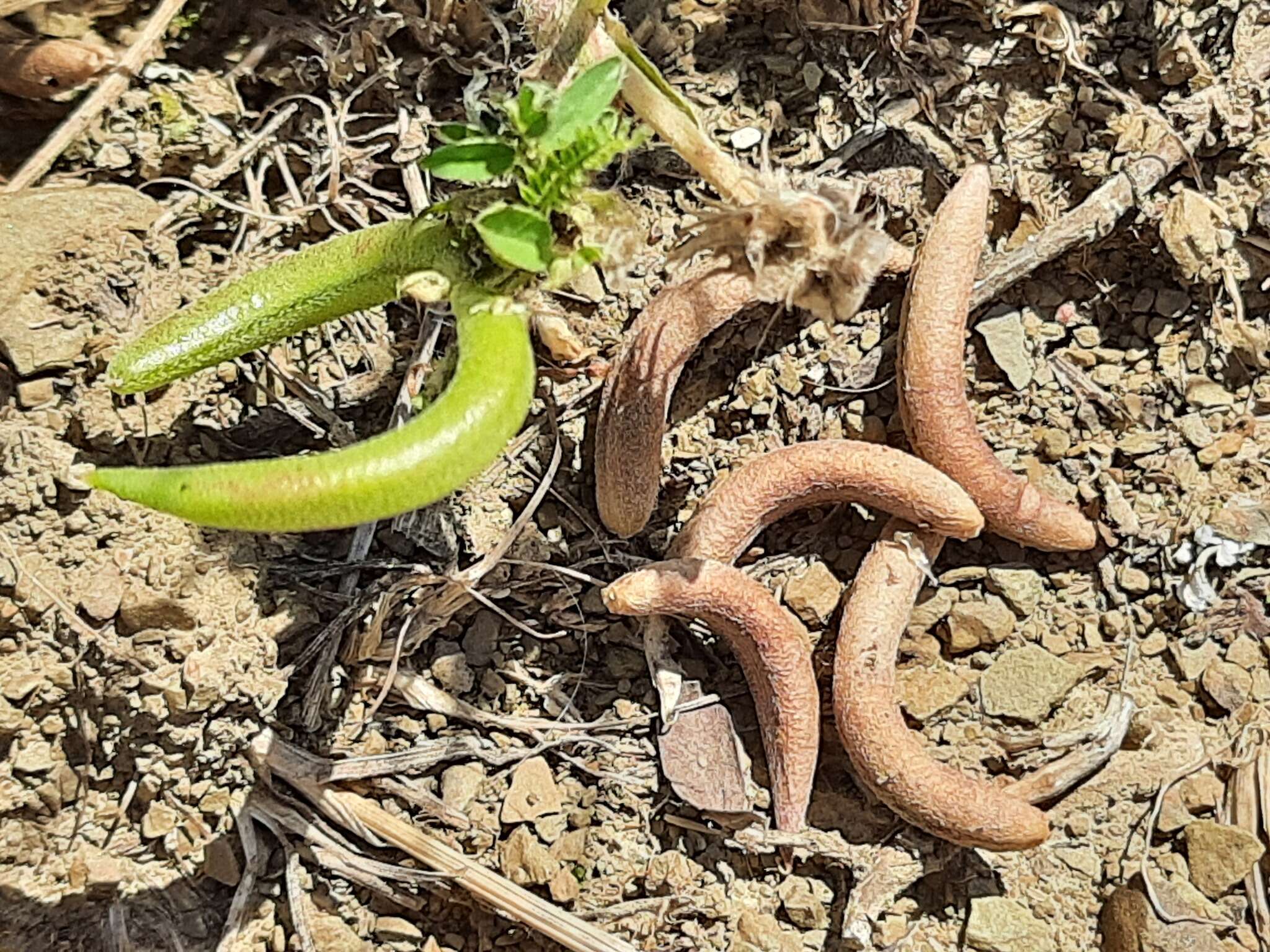 Imagem de Astragalus hamosus L.