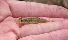 Image of Gulf Killifish