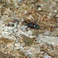 Image of Cicindela (Sophiodela) chinensis De Geer 1774