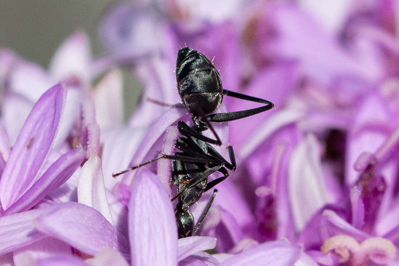 Camponotus angusticeps Emery 1886的圖片