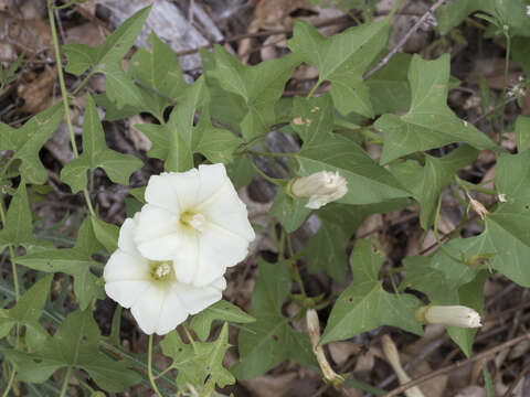 Image of chaparral false bindweed